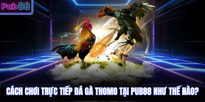 Cách chơi trực tiếp đá gà thomo tại PUB88 như thế nào?