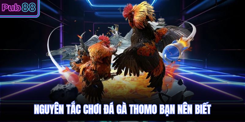 Nguyên tắc chơi đá gà thomo bạn nên biết